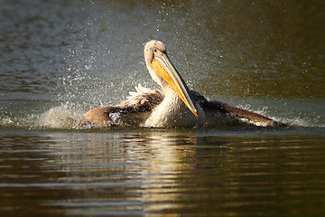 Image showing juvenile pelican splashing water