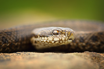 Image showing macro portrait of juvenile meadow adder