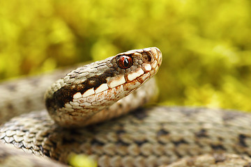 Image showing beautiful portrait of common european viper