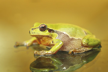 Image showing cute colorful green tree frog