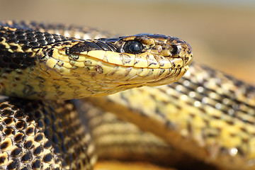 Image showing macro portrait of a blotched snake