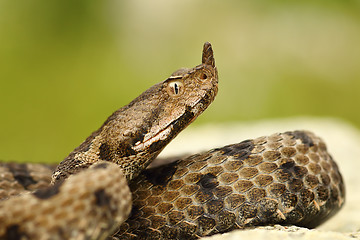 Image showing close-up of female nosed viper