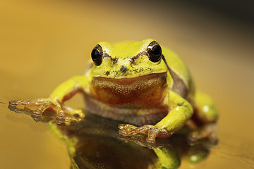 Image showing close up of a curious green tree frog 