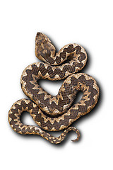 Image showing european nose horned viper on white background