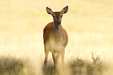 Image showing red deer hind closeup