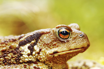 Image showing macro image of common brown toad head