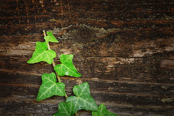 Image showing beautiful ivy on wood fence