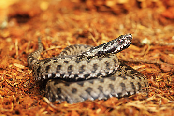 Image showing common viper standing on spruce forest ground