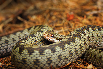 Image showing beautiful closeup of european crossed viper