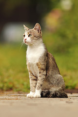 Image showing mottled domestic cat standing in the garden