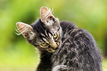 Image showing beautiful kitten in the garden