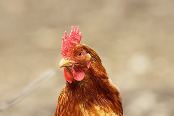 Image showing portrait of beige hen over out of focus background