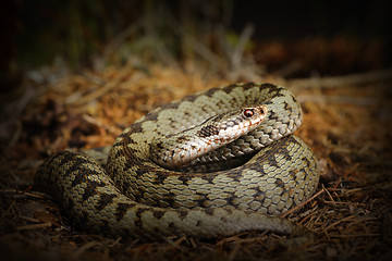 Image showing european crossed viper, snake on forest ground