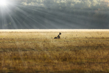 Image showing fallow deer stag in sunrise orange light