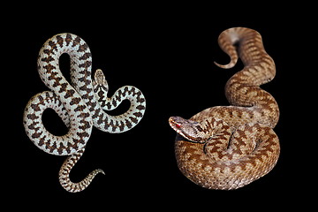 Image showing male and female Vipera berus on black background