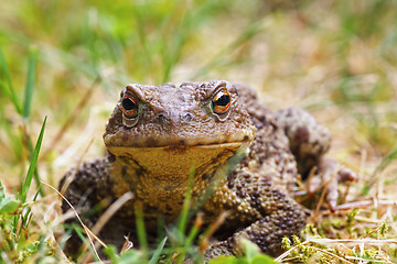 Image showing closeup of common brown toad in the grass