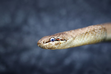 Image showing abstract portrait of european common smooth snake