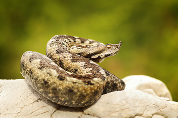 Image showing colorful european sand adder on stone