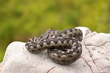 Image showing sand viper preparing to strike