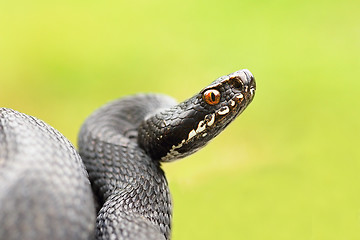 Image showing detailed portrait of black female viper