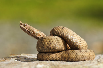 Image showing juvenile ammodytes adder preparing to strike