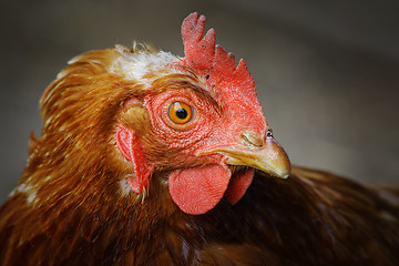 Image showing close up of a brown hen