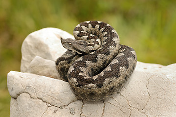 Image showing beautiful pattern on Vipera ammodytes