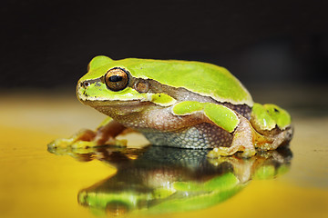 Image showing beautiful green tree frog