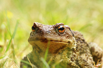 Image showing ugly portrait of common brown toad