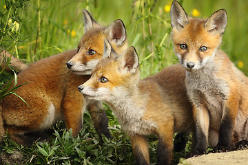 Image showing red fox brothers near the den