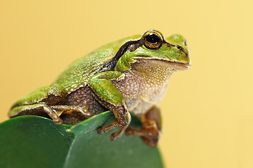Image showing cute green tree frog on a leaf