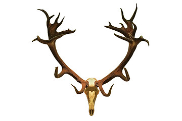 Image showing huge red deer hunting trophy