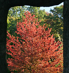 Image showing Framed Autumn