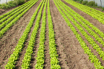 Image showing culture of organic salad in greenhouses