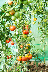 Image showing Organic tomatoes in a greenhouse