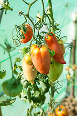 Image showing Organic tomatoes in a greenhouse