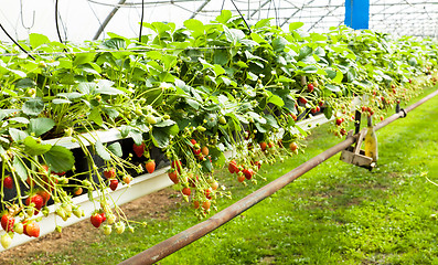 Image showing culture in a greenhouse strawberry and strawberries