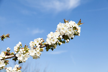 Image showing flowering cherry branch on a blue sky