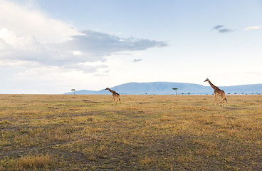 Image showing giraffes in savannah at africa