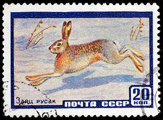 Image showing European Hare Stamp