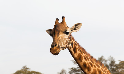 Image showing giraffe in africa