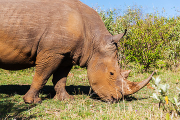 Image showing rhino grazing in savannah at africa