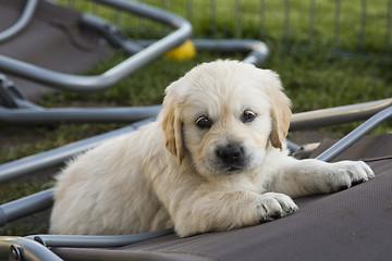 Image showing Cute Golden Retriever Puppy