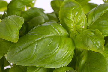 Image showing Fresh leaf of basil