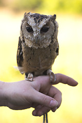 Image showing Collared Scops Owl