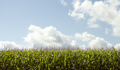 Image showing corn field