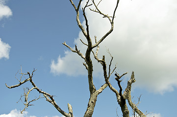 Image showing dead tree