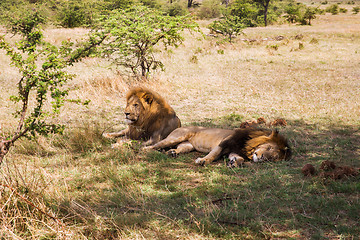 Image showing male lions resting in savannah at africa