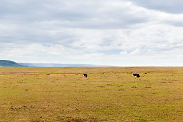 Image showing ostrich and other animals in savannah at africa