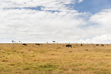 Image showing wildebeests grazing in savannah at africa